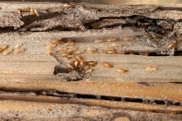 Insect Control in Zapata, TX