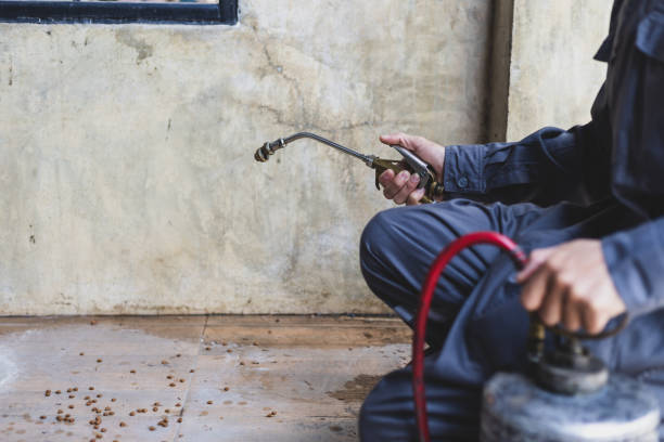 Best Termite Control Services  in Zapata, TX